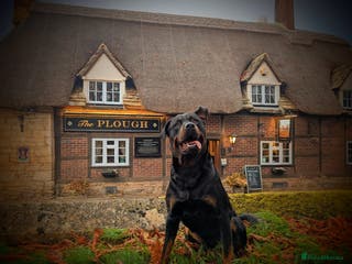 Rottweiler dogs Rotweiller For Stud - Advert 9