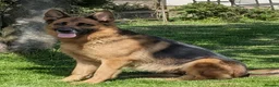 German Shepherd dogs for sale: K.C. reg GSD pups - Advert 3