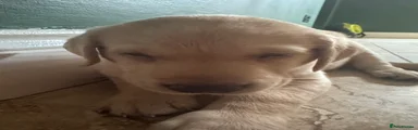 Labrador Retriever 2