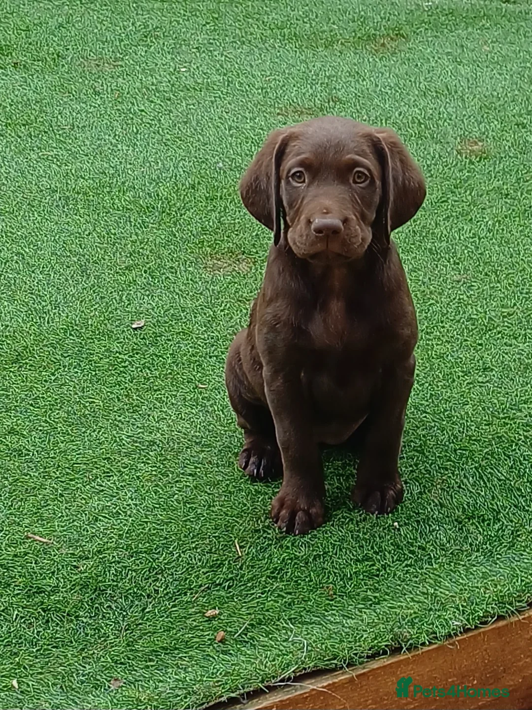 Labrador Retriever dogs for sale: Only 3 remaining 🐶🐶 - Advert 1