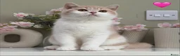 British Shorthair cats for sale: Stunning British Shorthair kittens  - Advert 3