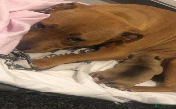 Staffordshire Bull Terrier dogs - Advert 1