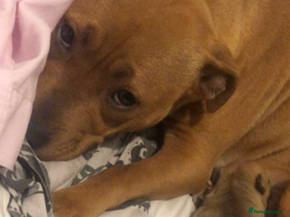Staffordshire Bull Terrier dogs - Advert 2