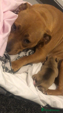 Staffordshire Bull Terrier dogs - Advert 1