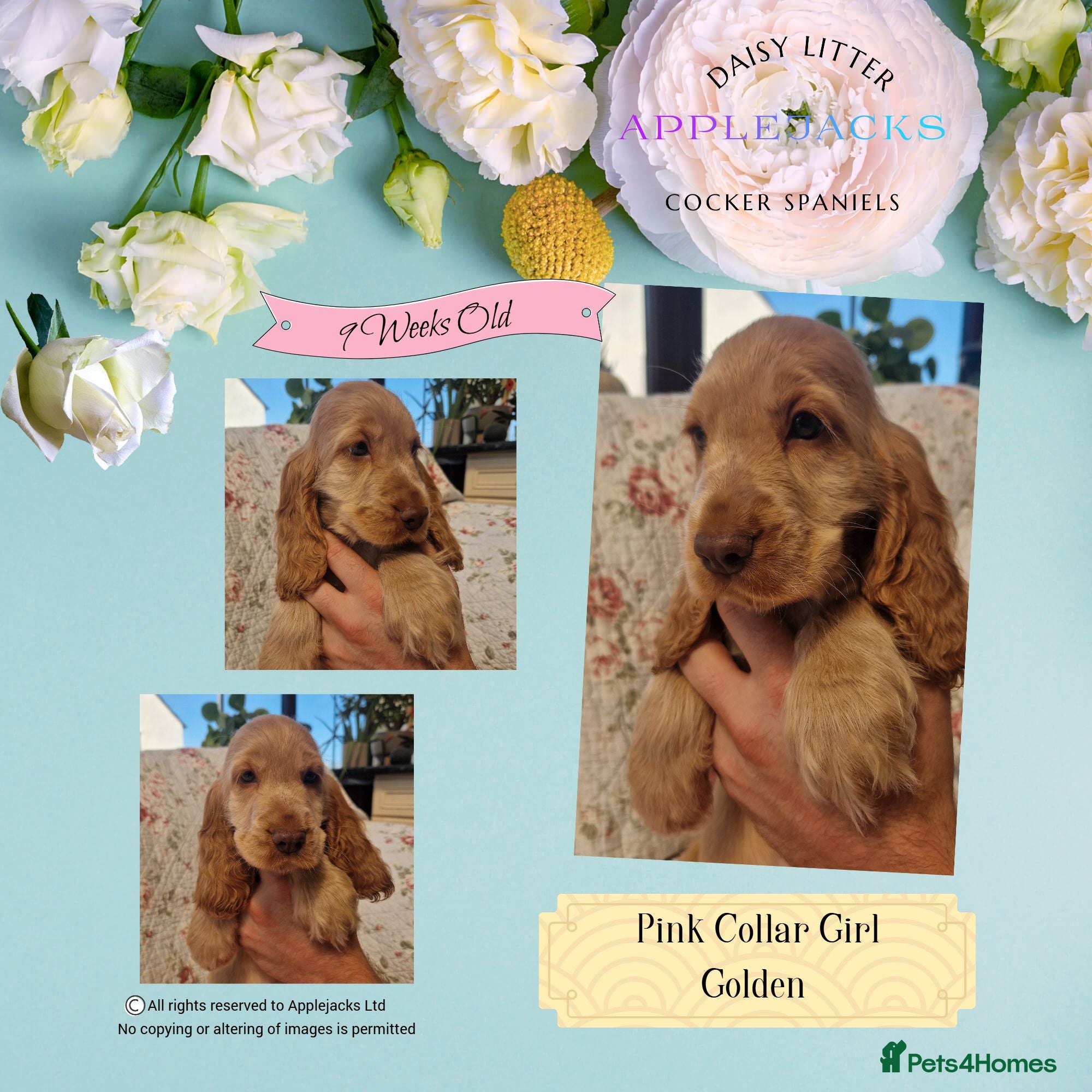 Cocker Spaniel dogs Pedigree Golden Cocker Spaniel pups - Advert 1