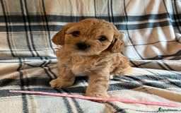 Cavachon dogs for sale: 1 Boy Puppy available - Image 2