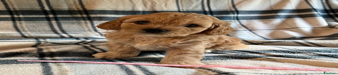 Cavachon Puppy 3
