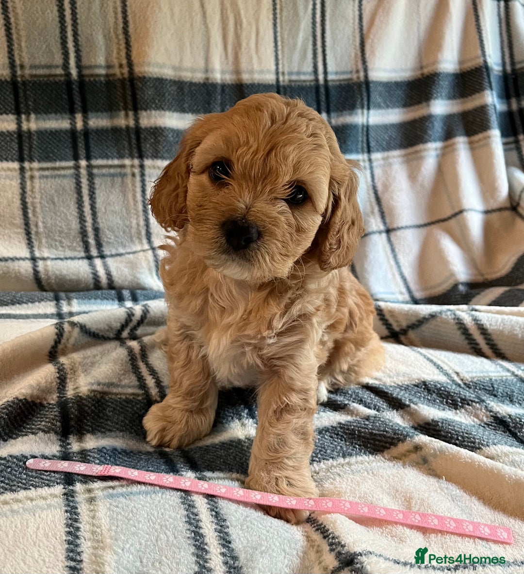Cavachon dogs for sale: 1 Boy Puppy available - Image 2