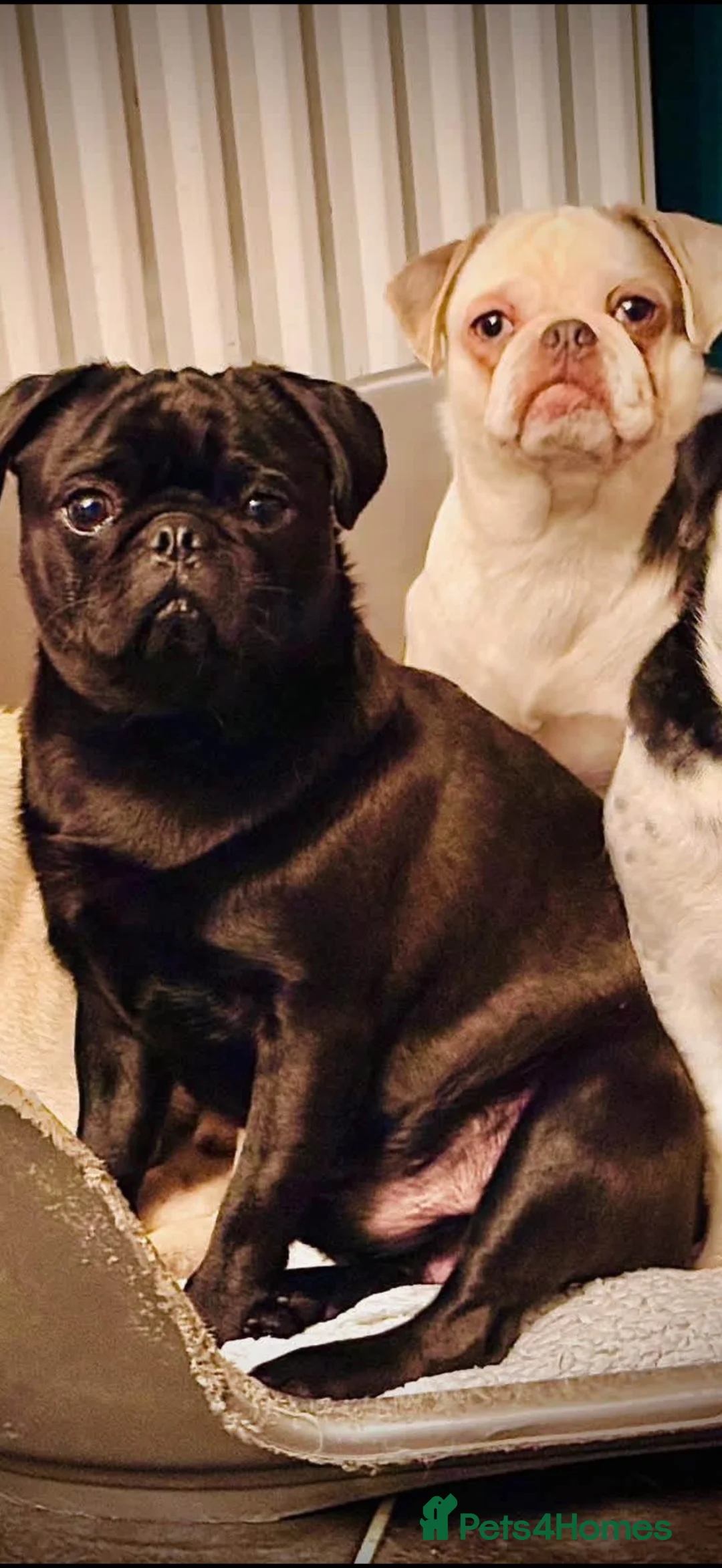 Pug dogs for sale: Beautiful panda pug girl  - Advert 2