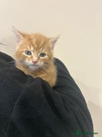 Mixed Breed cats Gorgeous kittens READY TODAY 1LEFT - Advert 13