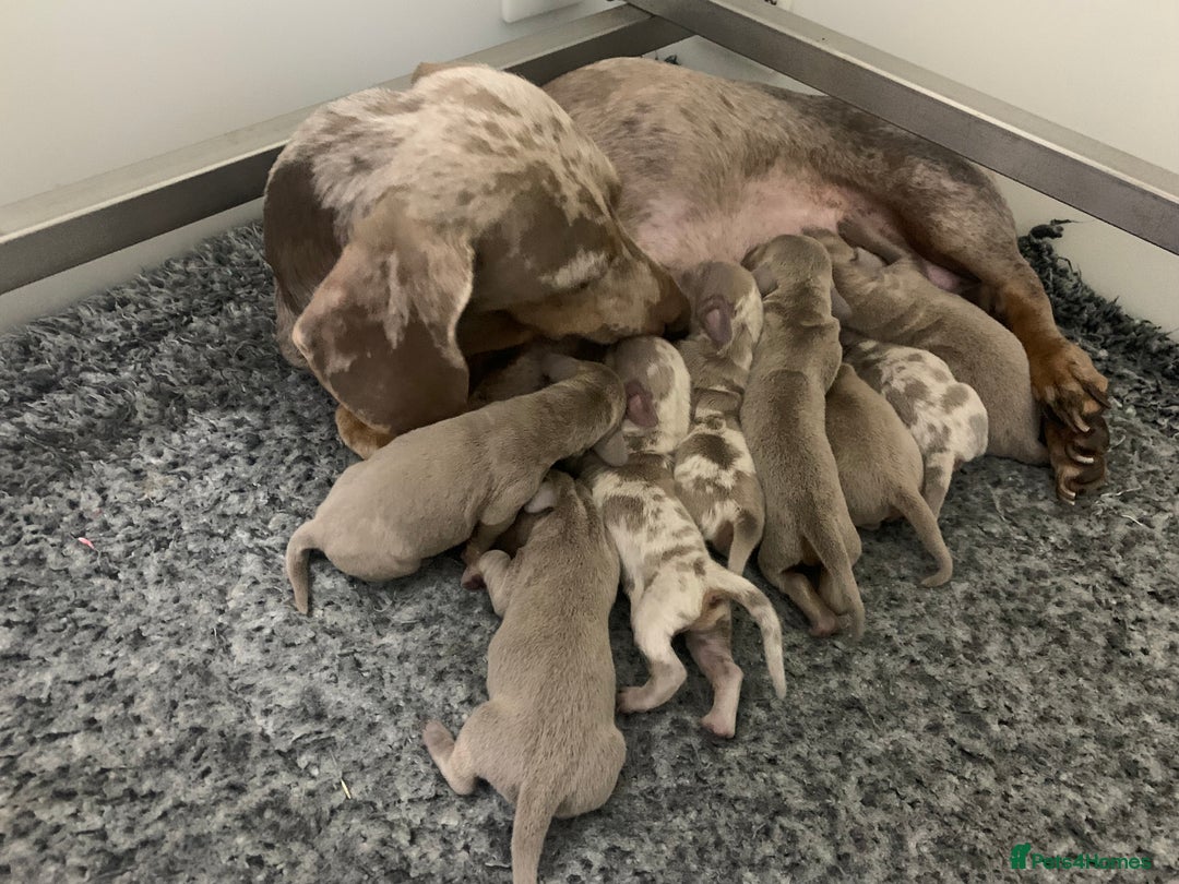 Miniature Dachshund dogs for sale: 🌟QUALITY KC REG & PRA CLR MINIATURE DACHSHUNDS🌟 - Image 18