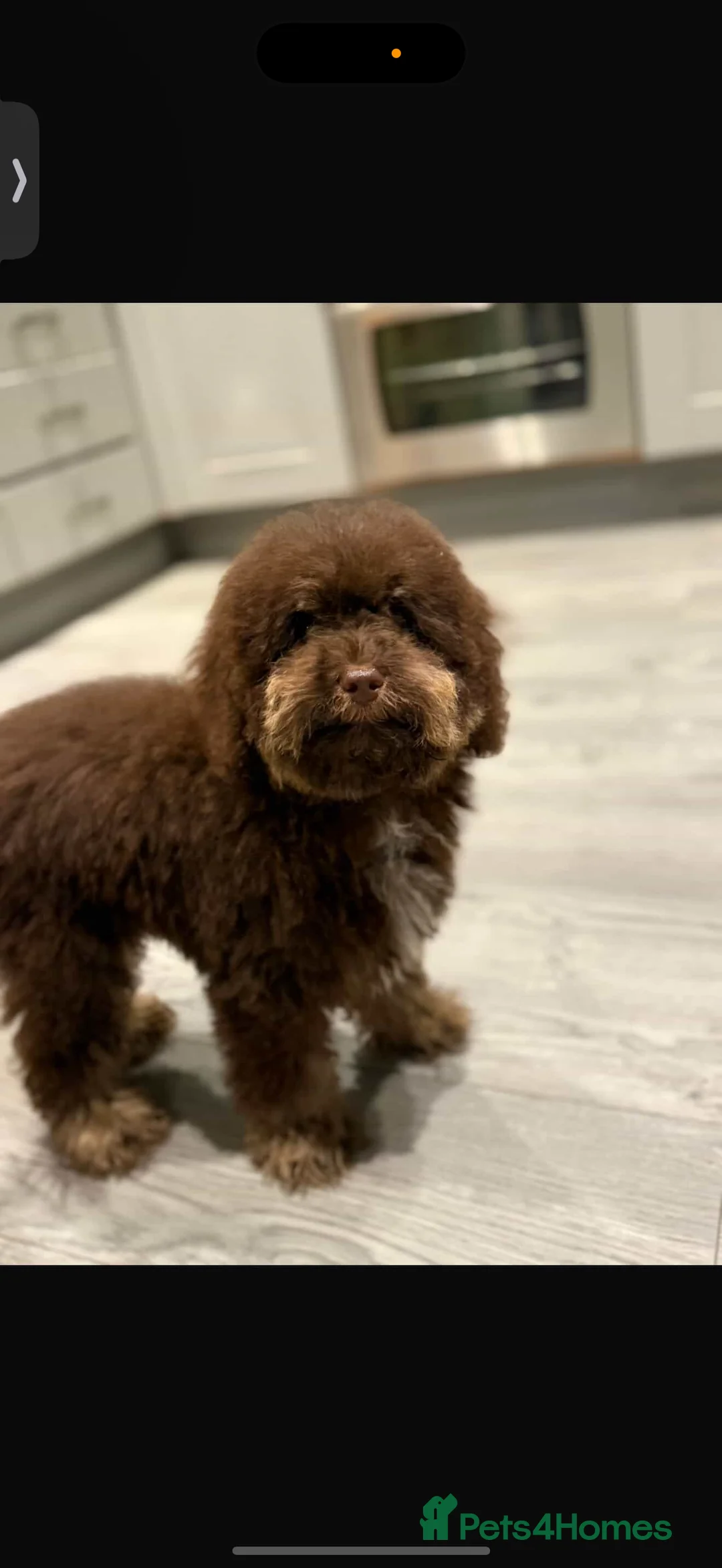 Cavapoo dogs for sale: Rare Choclate and tan Cavapoo puppy  - Advert 1