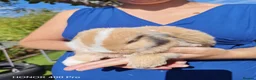 Mini Lop rabbits for sale: Pure Bred Mini Lop - Advert 8