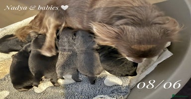 Chihuahua dogs - Advert 3