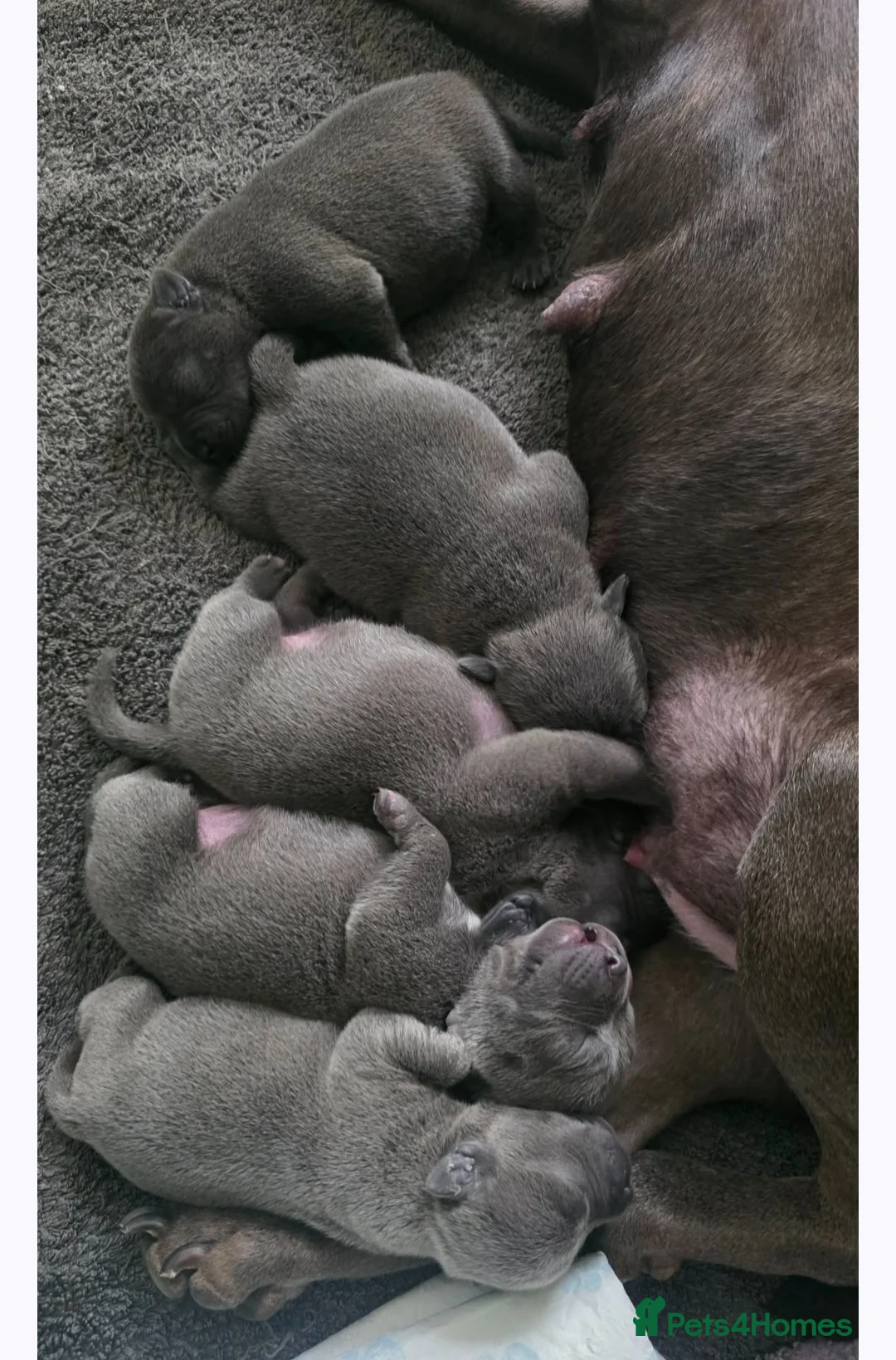 Staffordshire Bull Terrier dogs for sale: Stunning litter-champion bloodline - Advert 2