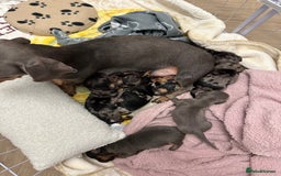 Dachshund dogs for sale: Dachshunds puppies  - Image 1