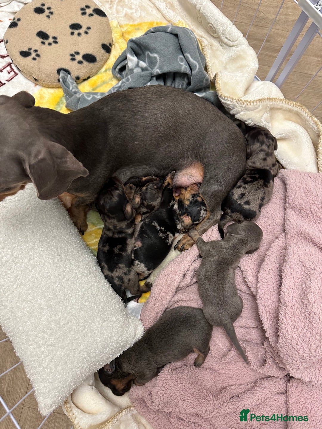 Dachshund dogs for sale: Dachshunds puppies  - Image 1