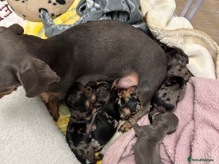 Dachshund dogs - Advert 1