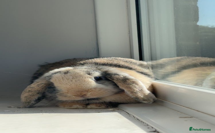 Mini Lop rabbits - Advert 8