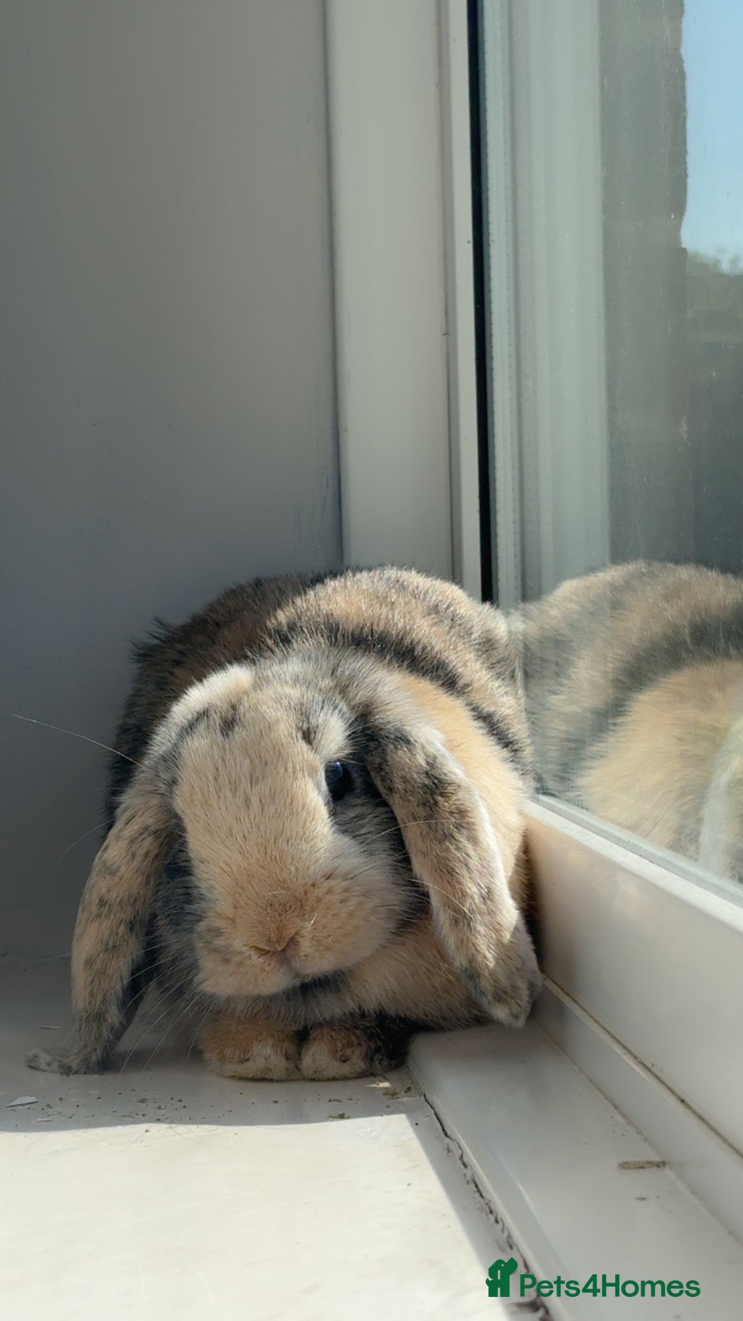 Mini Lop rabbits for sale: Two female rabbits - Image 1