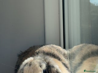 Mini Lop rabbits - Advert 15