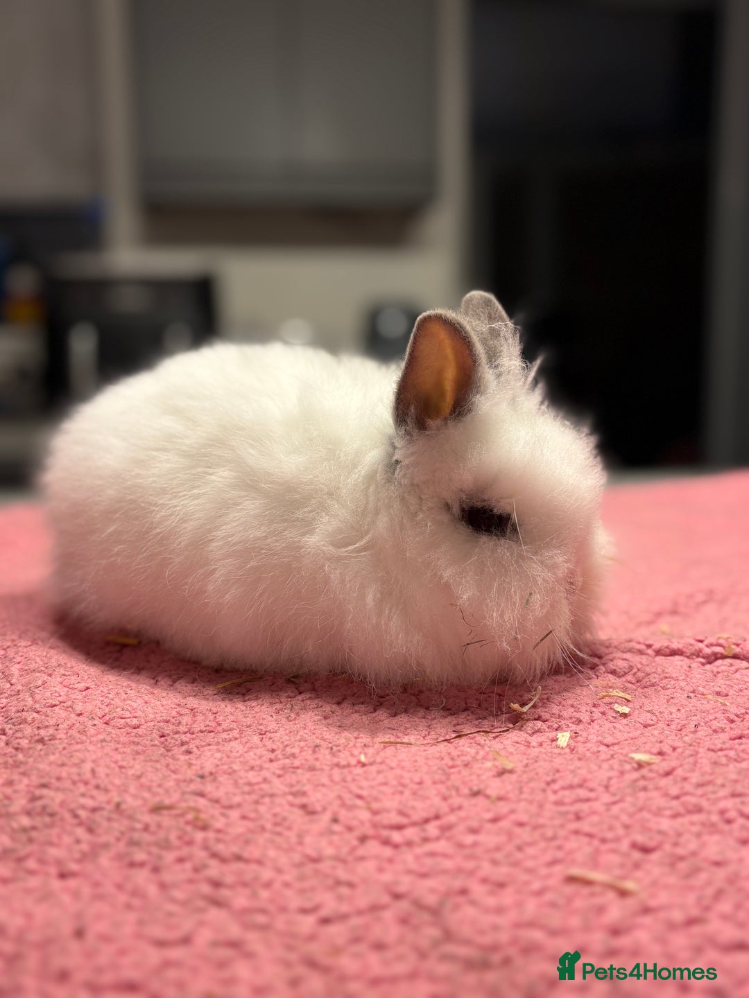 Lionhead rabbits for sale: Male Lionhead for Sale  - Advert 1