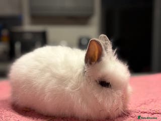 Lionhead rabbits Male Lionhead for Sale - Advert 8