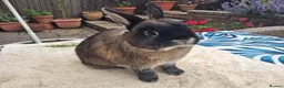 Netherland Dwarf rabbits for sale: Neutered Male Netherland Dwarf 1 year old - Wilf - Advert 12