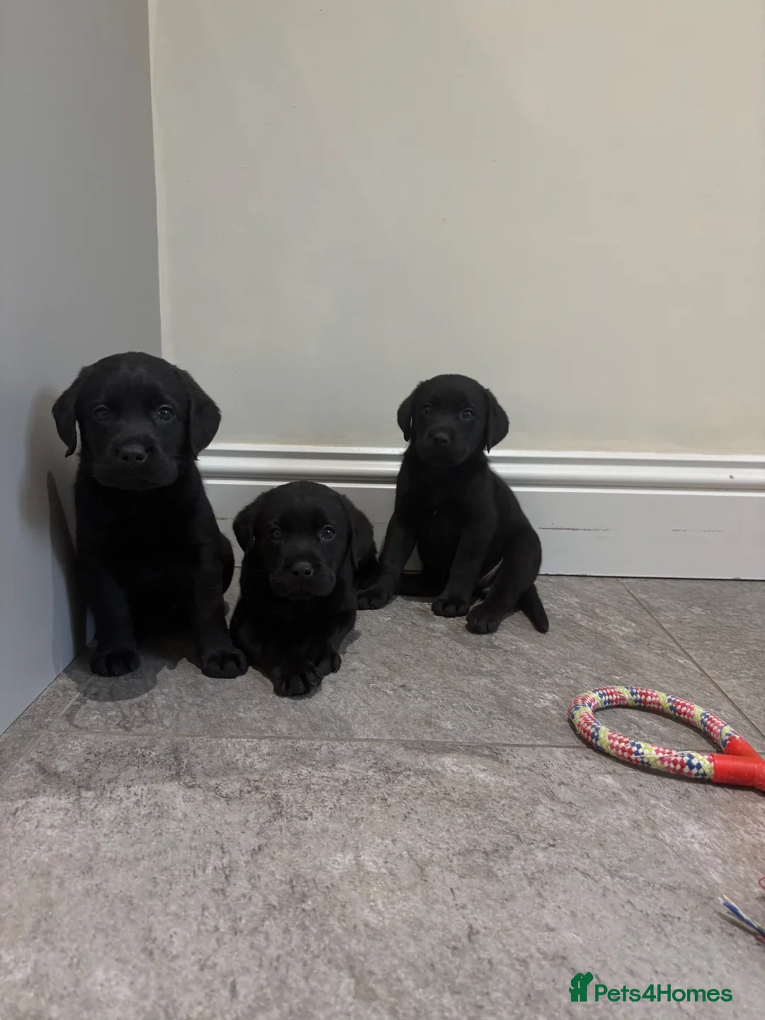 Labrador Retriever dogs for sale: Labrador puppies - Advert 1