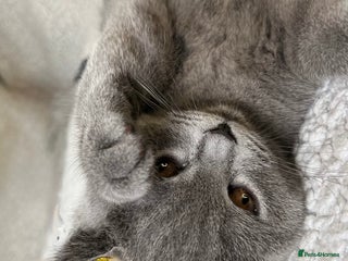 British Shorthair cats British Shorthair Girls kitten – LAST TWO ! - Advert 1