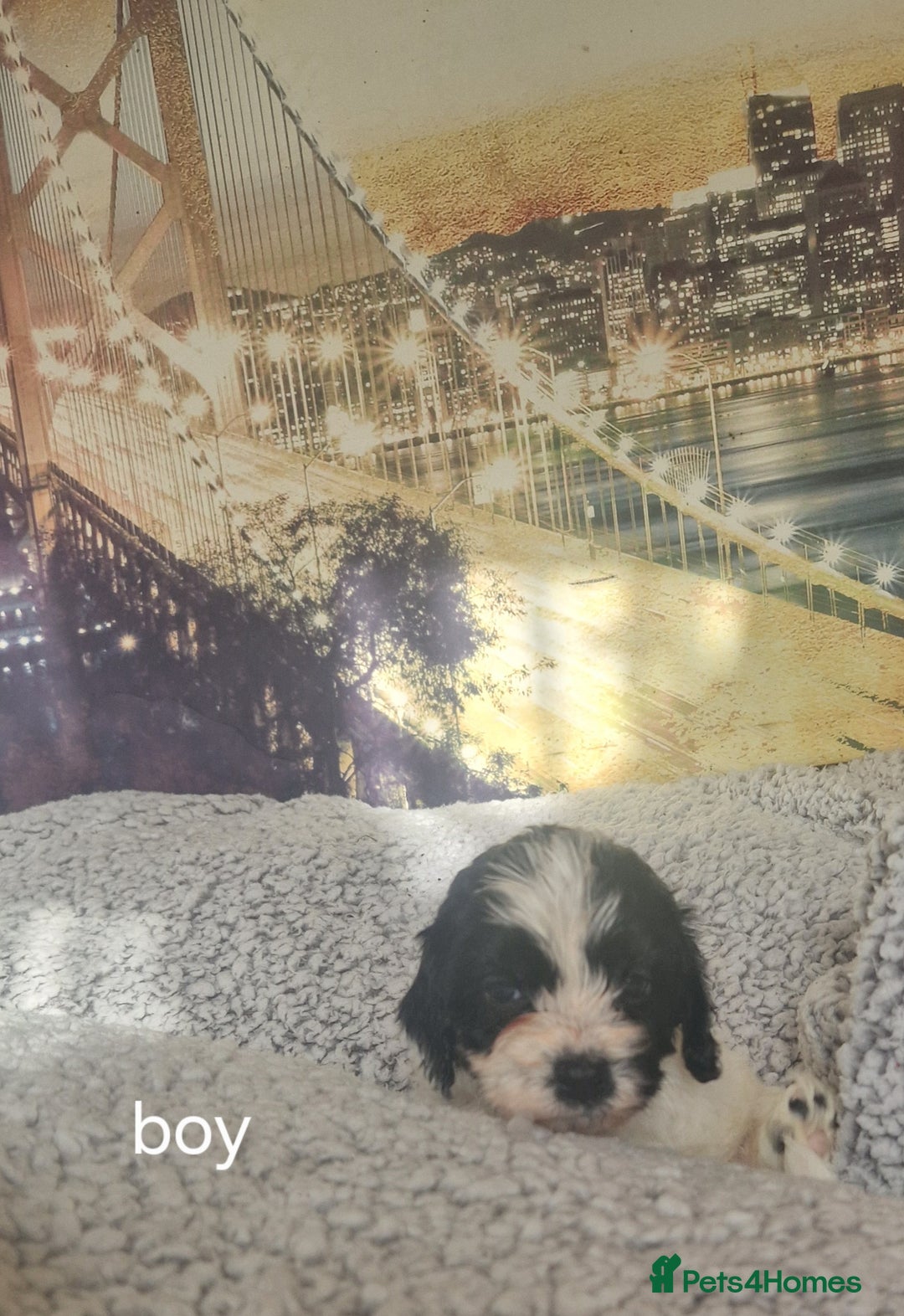 Cockapoo dogs for sale: 4 outstanding cockerpoos  - Image 9