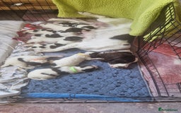 English Springer Spaniel dogs for sale: English springer spaniel pups - Image 12