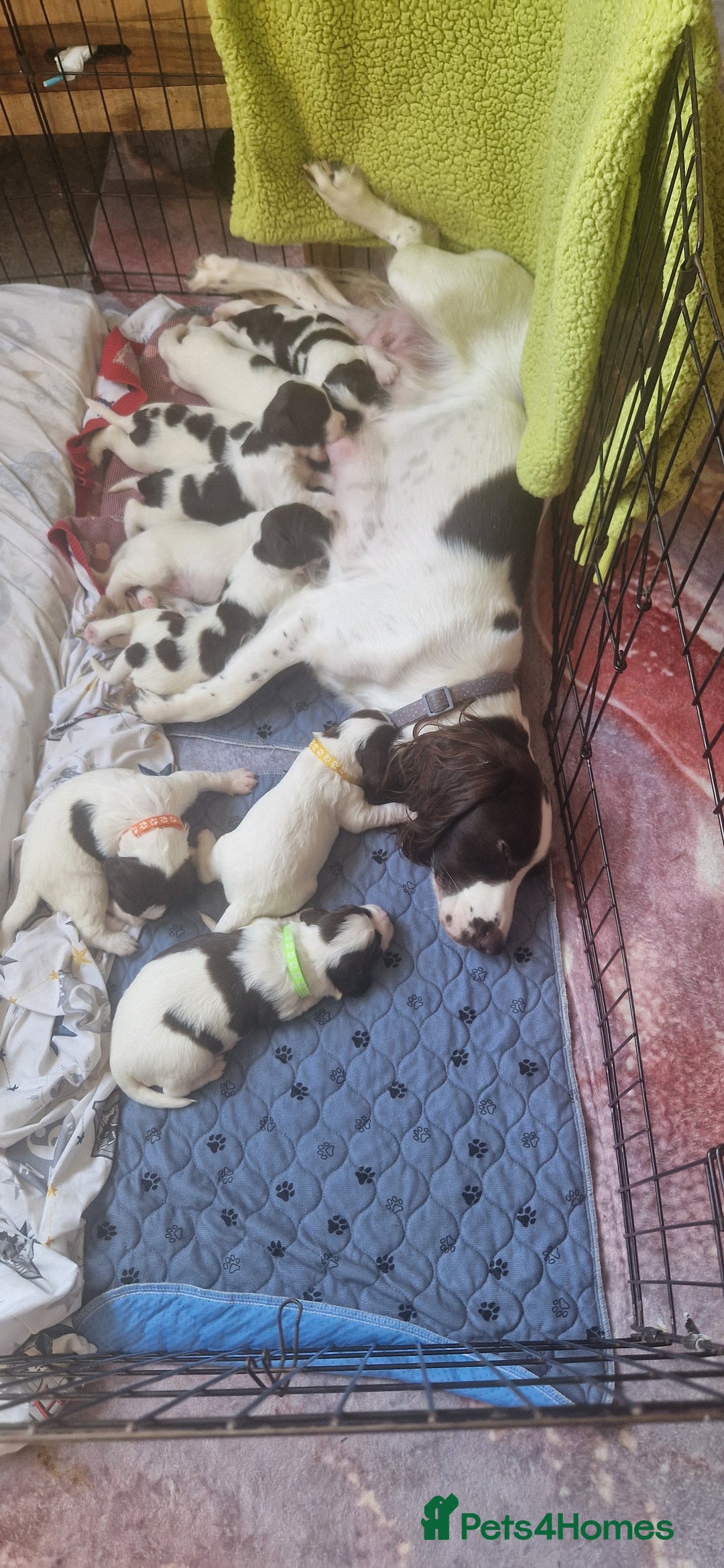 English Springer Spaniel dogs for sale: English springer spaniel pups - Image 12