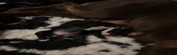 Sprocker dogs for sale: Beautiful sprocker puppies  in Redditch - Advert 9