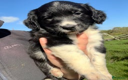 Mixed Breed dogs for sale: ⚫️ Well-natured, healthy Sprollies ⚪️ - Image 9