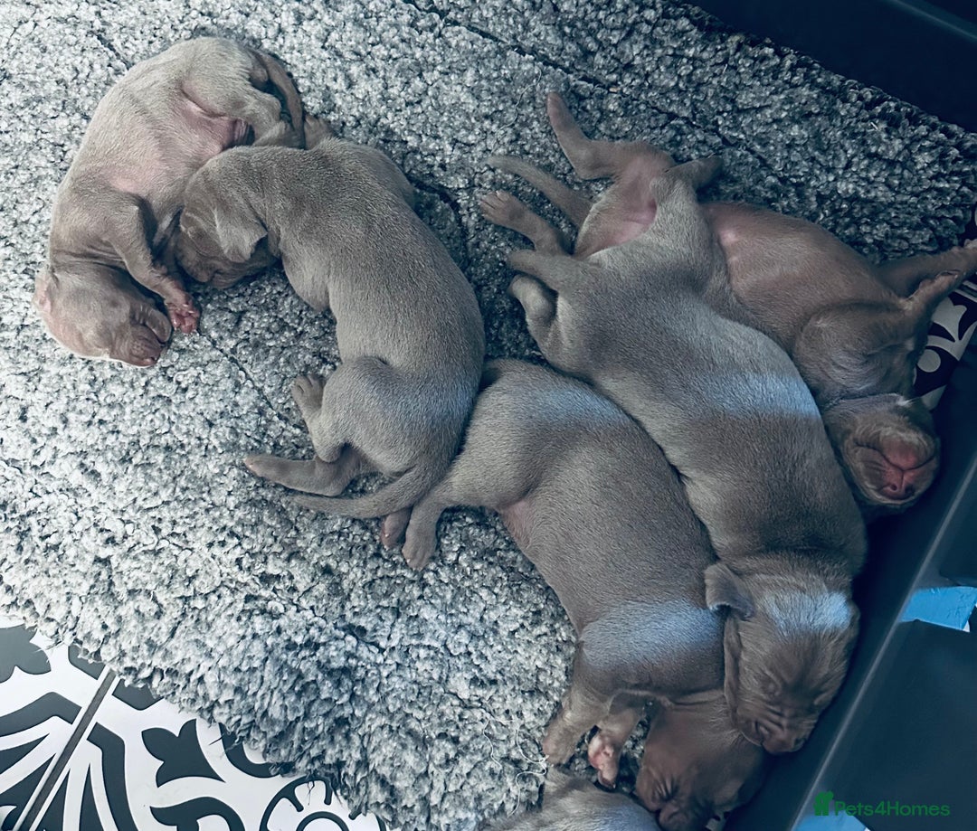 Weimaraner dogs for sale: 2 boys/2 girls available  - Image 10