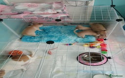 Chihuahua dogs for sale: I am looking for a loving home for my puppies  - Image 4