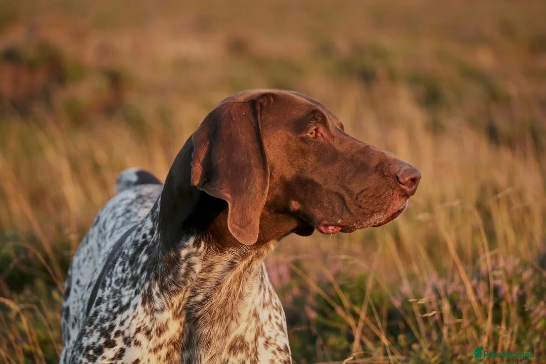 German Shorthaired Pointer dogs for stud: Excellent example Gsp kc and health tested. STUD in Lancaster - Advert 19