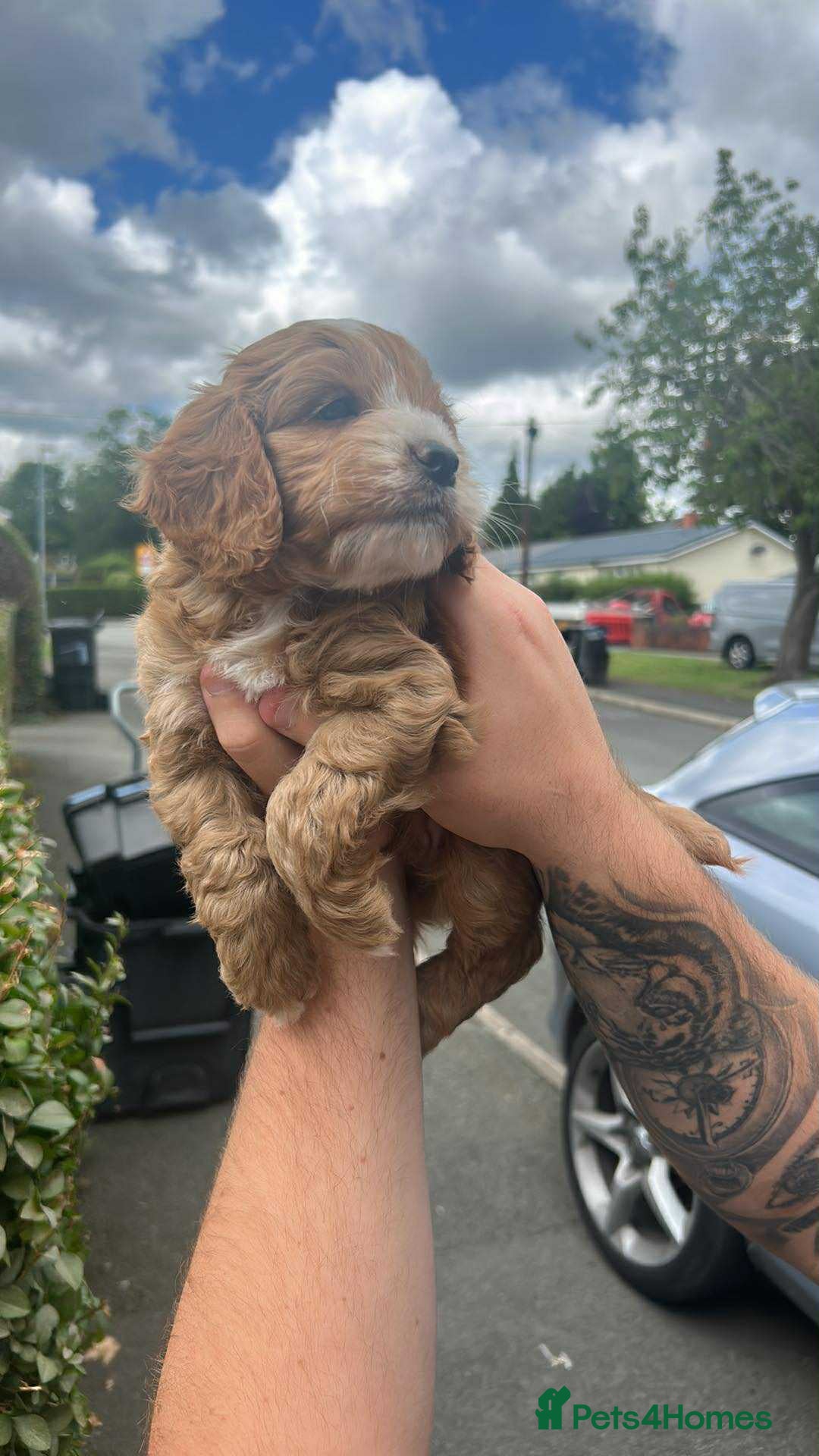 Cockapoo dogs for sale: Cockapoo puppy  - Image 7