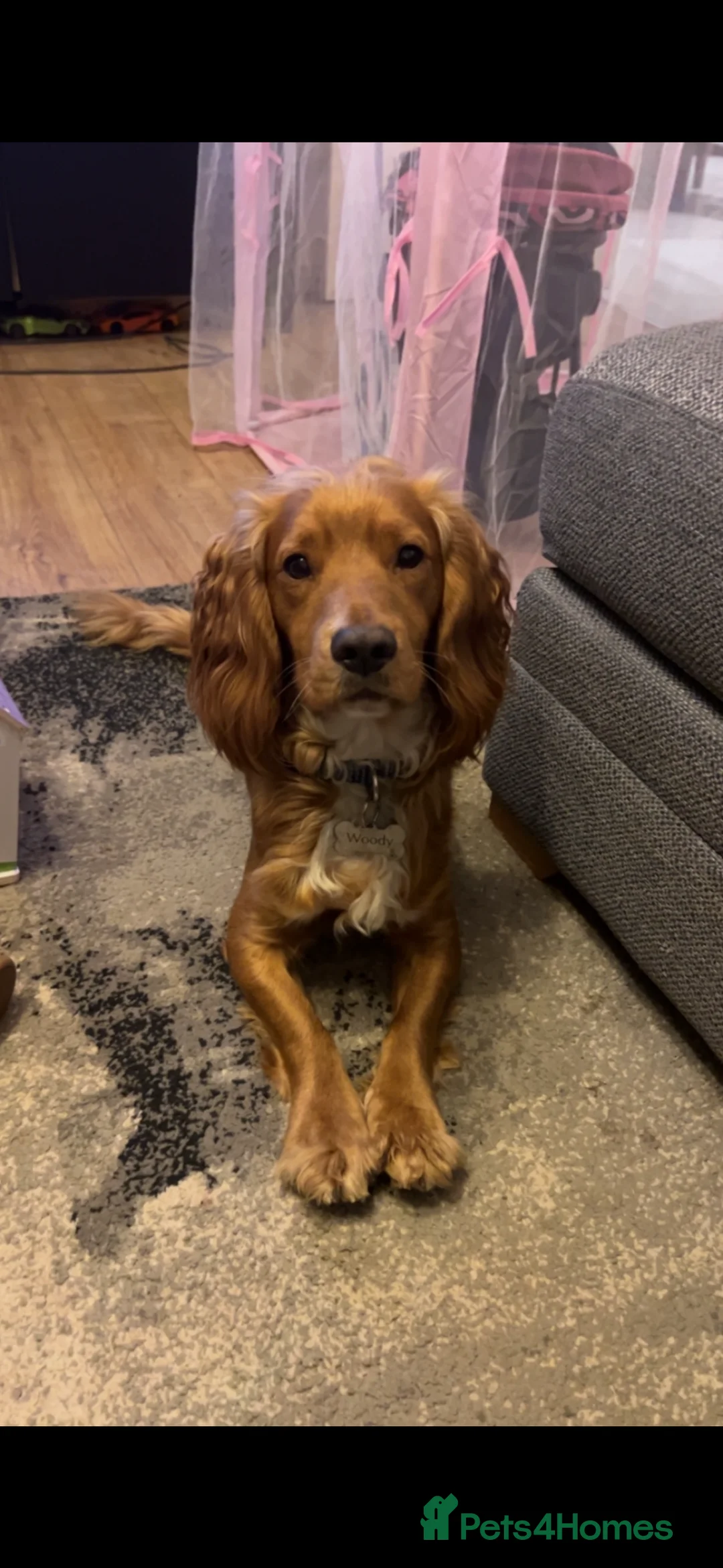 Cocker Spaniel dogs for sale: 3 year old Cocker Spaniel for sale - Advert 4