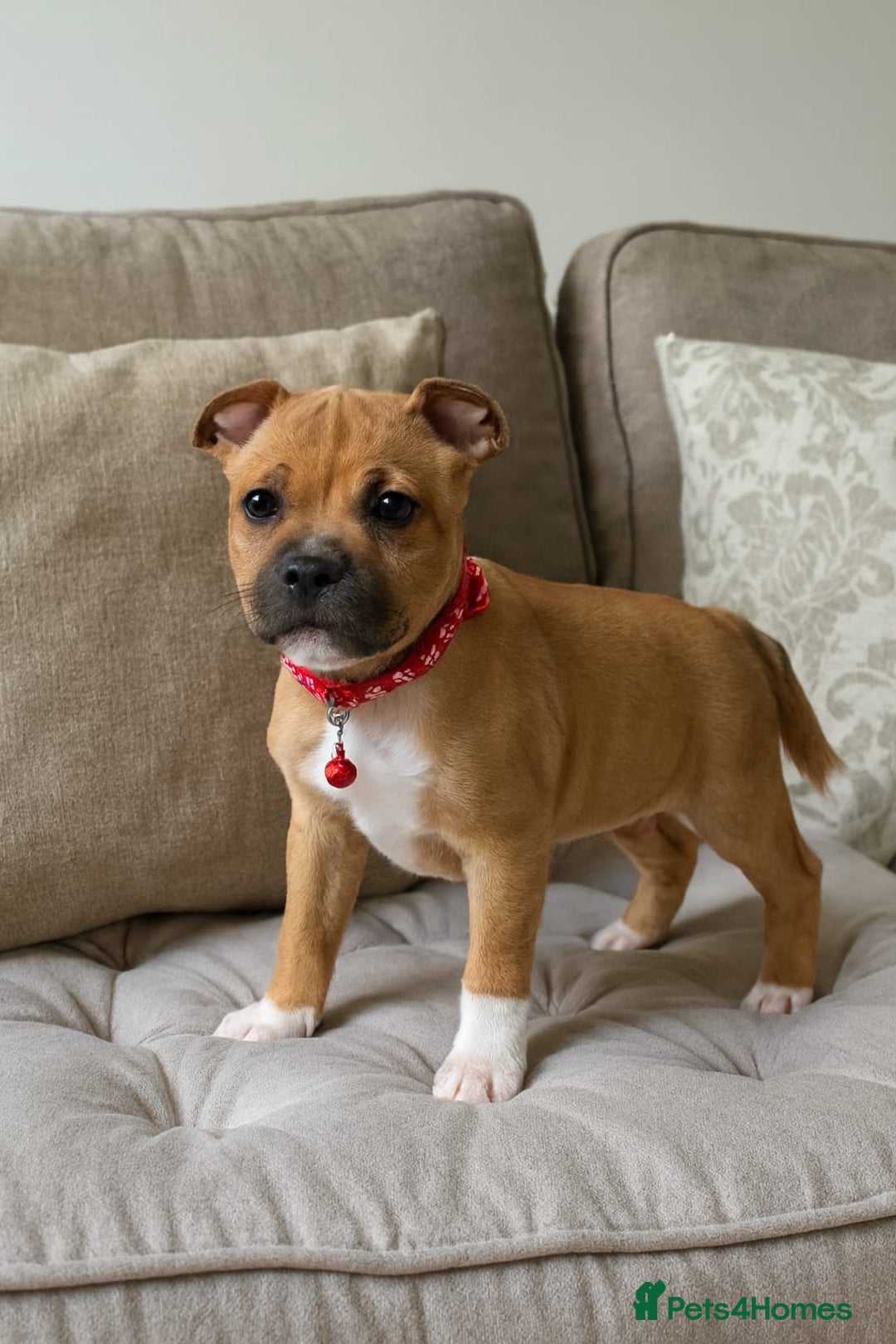 Staffordshire Bull Terrier dogs for sale: RED & WHITE SHORT & STOCKY TYPE PUPS AVAILABLE  - Advert 2