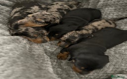 Miniature Dachshund dogs for sale: Miniature dachshund puppies  - Advert 4