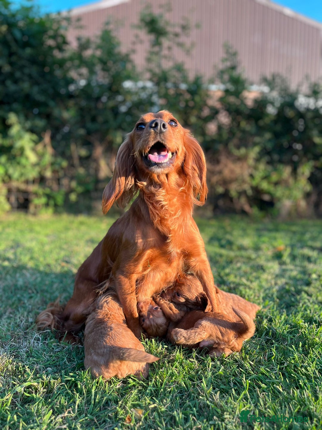 Cockapoo dogs for sale: Deep Fox Red Cockerpoos  - Image 6