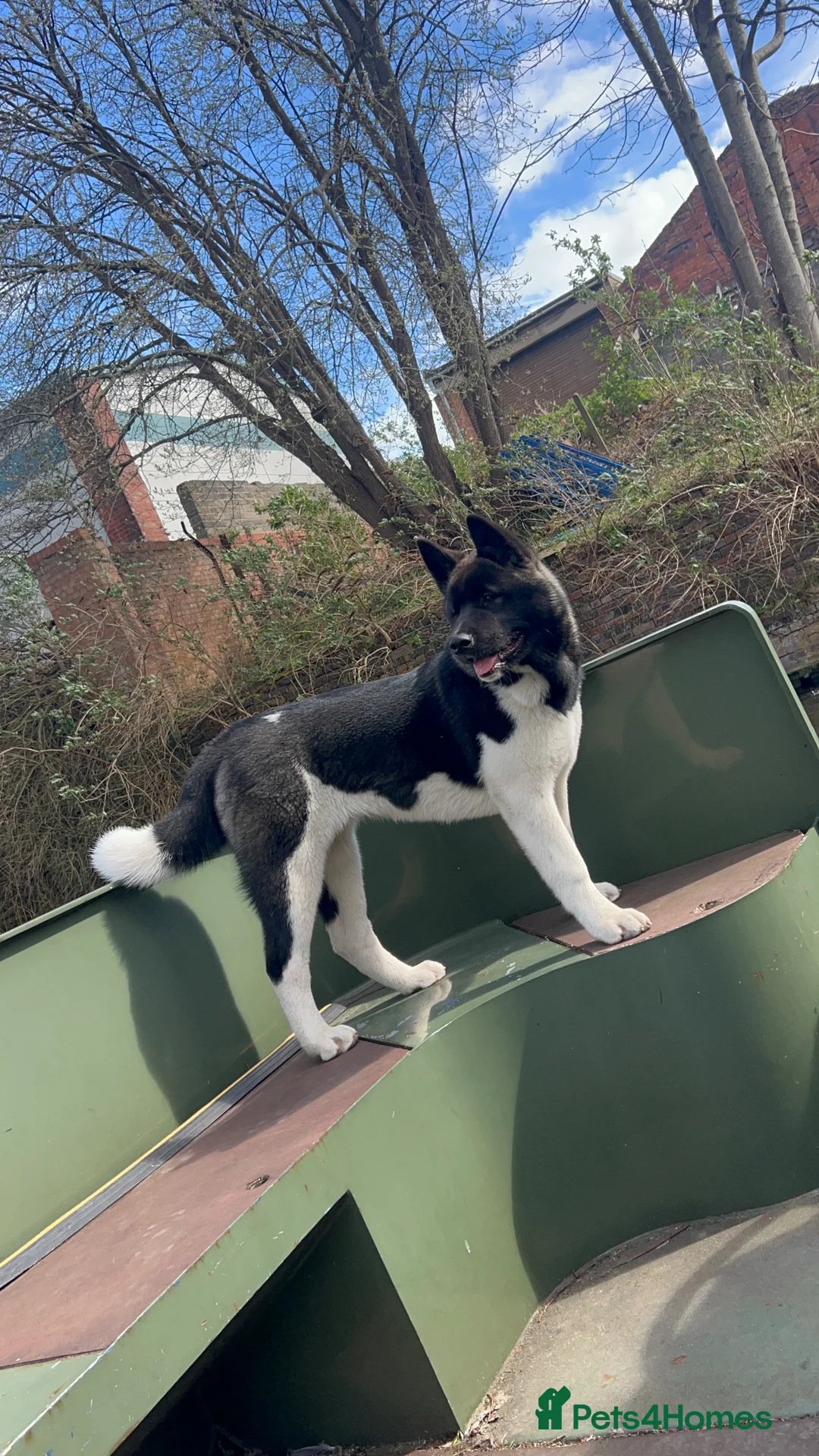 Akita dogs for stud: ***Chico’s finding LOVE… Proven Stud*** - Advert 2