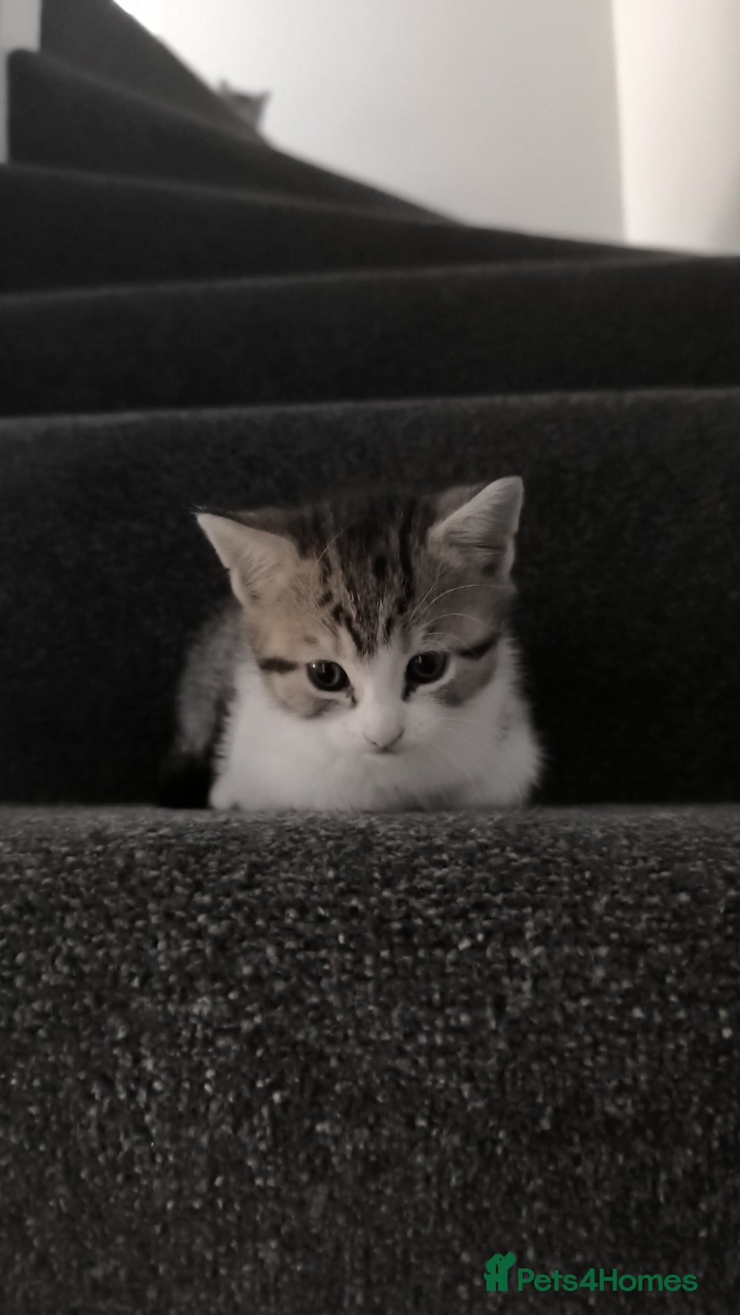 Mixed Breed cats for sale: Kitten looking for new home  - Image 5