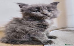 Maine Coon cats for sale: Maine coon kittens champion lines, DNA health test - Image 15