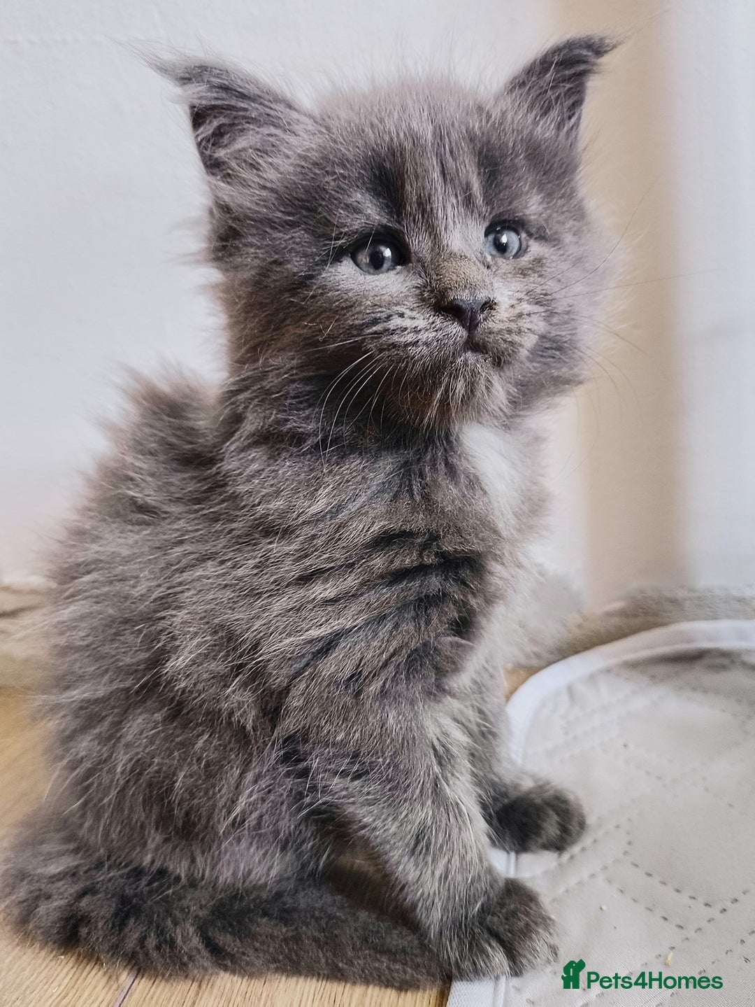 Maine Coon cats for sale: Maine coon kittens champion lines, DNA health test - Image 15