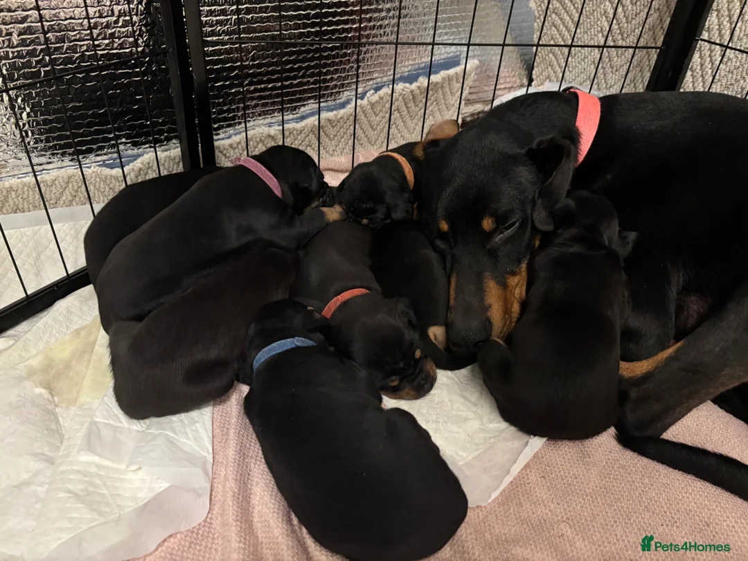 Dobermann dogs for sale: Doberman Puppies in Liverpool - Advert 1