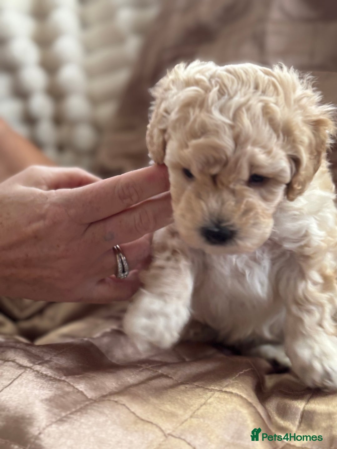 Poochon dogs for sale: Puppies for sale  - Advert 11