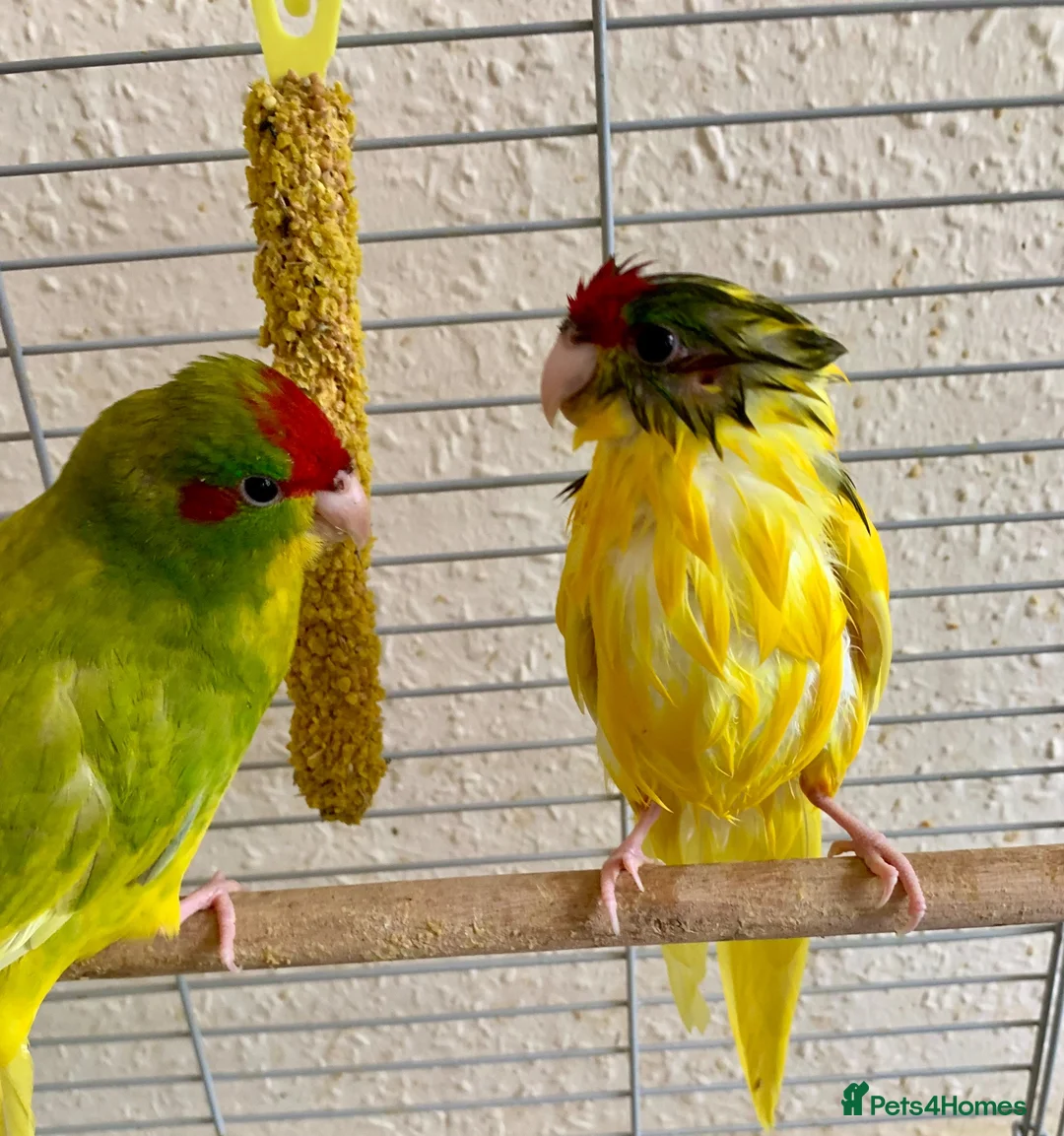 Parakeets birds for sale: 4 Hand Reared Baby Kakarikis  - Advert 8